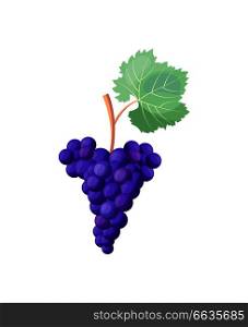 Icon of red ripe grapes with big green leaf attached to it, bunch of fruit represented on vector illustration isolated on white background. Icon of Red Ripe Grapes on Vector Illustration