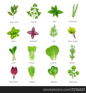 Icons set of different special herbs wich using in cooking with titles realistic isolated vector illustration. Herbs Icons Set
