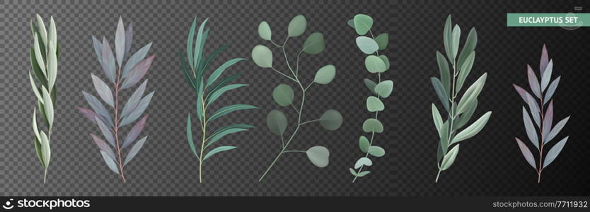 Icons set with realistic eucalyptus branches and leaves isolated on transparent background vector illustration. Realistic Eucalyptus Set