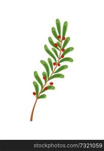 Ilex decidua meadow holly possumhaw, deciduous swamp holly spring branch with green leaves and red berries vector illustration isolated on white. Ilex Decidua Meadow Holly Possumhaw Vector Branch