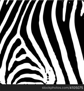 illustrated abstract Zebra black and white print background