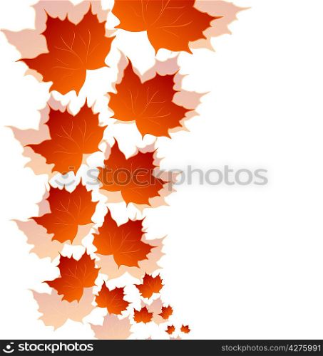 Illustration autumn maple leaves isolated on white background - vector