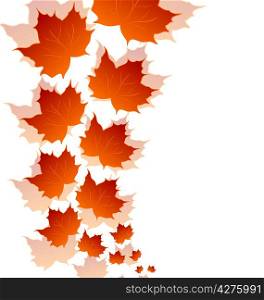 Illustration autumn maple leaves isolated on white background - vector