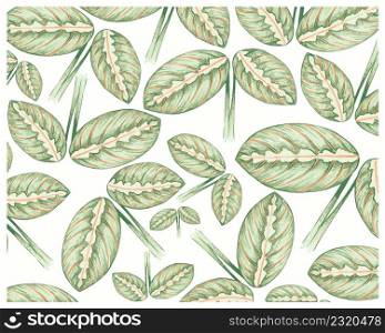 Illustration Background of Beautiful Calathea Makoyana, Cathedral Windows or Peacock Plant for Garden Decoration