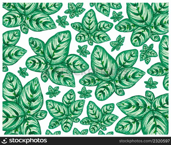 Illustration Background of Beautiful Calathea Makoyana, Cathedral Windows or Peacock Plant for Garden Decoration