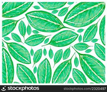 Illustration Background of Beautiful Fresh Green Catatheaium Bicolor or Schumannianthus Leaves Isolated on A White Background.