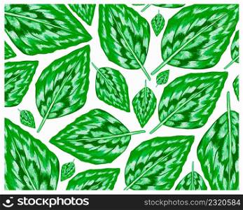 Illustration Background of Beautiful Fresh Green Kaempferia Elegans or Silver Spot Leaves.