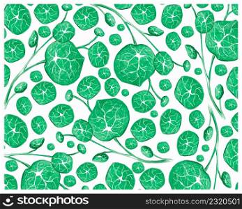 Illustration Background of Beautiful Fresh Stephania Erecta Craib or Sapling Plant for Home and Garden Decoration.