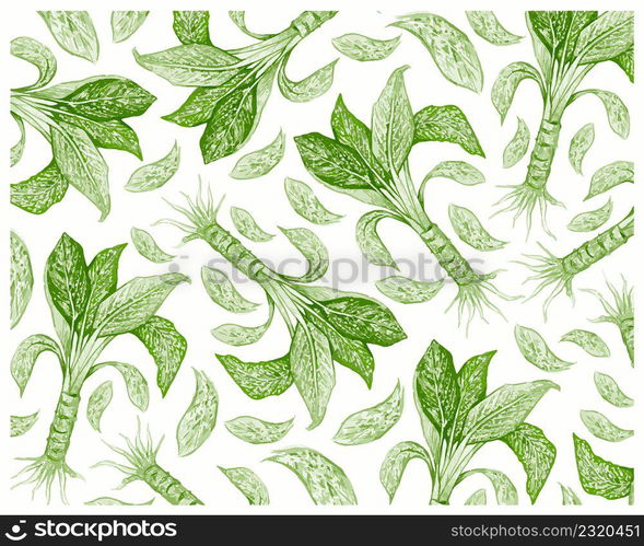 Illustration Background of Beautiful Green, Pink and White Dieffenbachia, Aglaonema, Chinese Evergreens or Dumb Cane Plant.