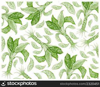 Illustration Background of Beautiful Green, Pink and White Dieffenbachia, Aglaonema, Chinese Evergreens or Dumb Cane Plant.