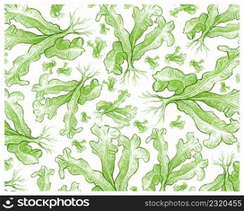 Illustration Background of Green Bird&rsquo;s Nest Fern or Asplenium Nidus Plants for Garden Decoration.