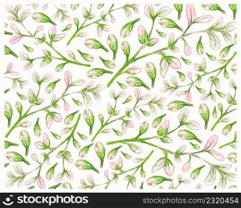 Illustration Background of Manila Tamarind or Pithecellobium Dulce Benth with Green Leaves on Tree Branch.