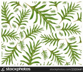 Illustration Background of Microsorum Scolopendria, Phymatosorus Scolopendria, Monarch Fern or Musk Ferns.