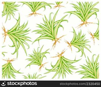 Illustration Background of Pandanus Veitchii Plants or Stripes Screw Pine Decoration in The Beautiful Garden. A Agave Plants with Thick and Fleshy Leaves.