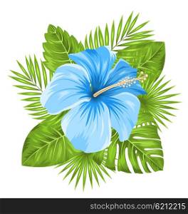 Illustration Beautiful Blue Hibiscus Flowers Blossom and Tropical Leaves, Isolated on White Background - Vector