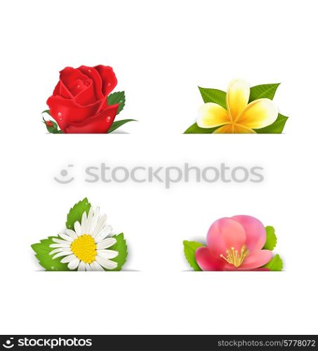 Illustration beautiful flowers (rose, quince; frangipani), copy space for your text - vector