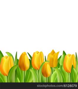 Illustration Beautiful Flowers Tulips Isolated on White Background, Spring Nature Wallpaper - Vector