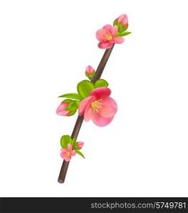 Illustration branch of Japanese Quince (Chaenomeles japonica) in bloom, isolated on white background - vector