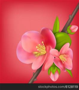 Illustration Branch with Buds of Japanese Quince (Chaenomeles japonica) in Bloom, Springtime Awakening. Copy Space for Your Text - Vector