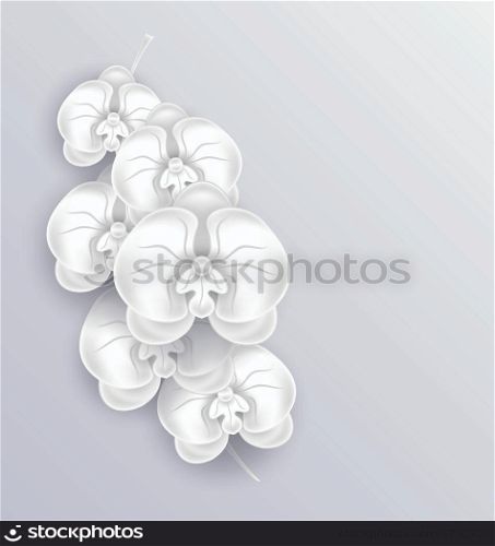 Illustration brunch of beautiful orchids ,paper craft, template with copy space for your message or text - vector