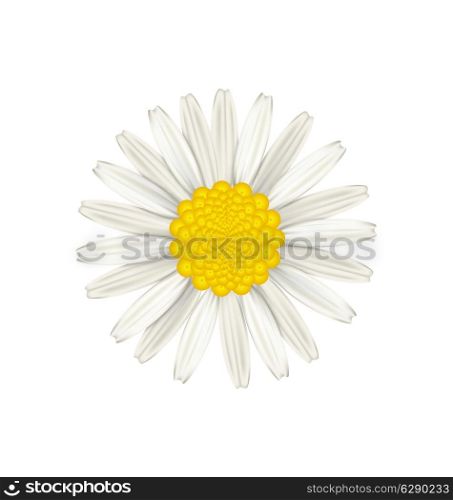 Illustration camomile flower isolated on white background - vector