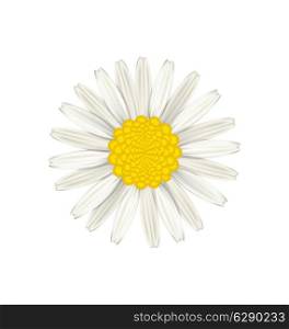Illustration camomile flower isolated on white background - vector