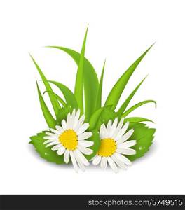 Illustration camomile flowers with grass on white background - vector