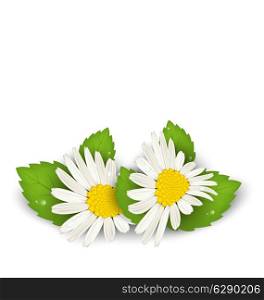 Illustration camomile flowers with shadows on white background - vector