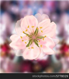 Illustration Cherry Blossom, Blurry Background - Vector