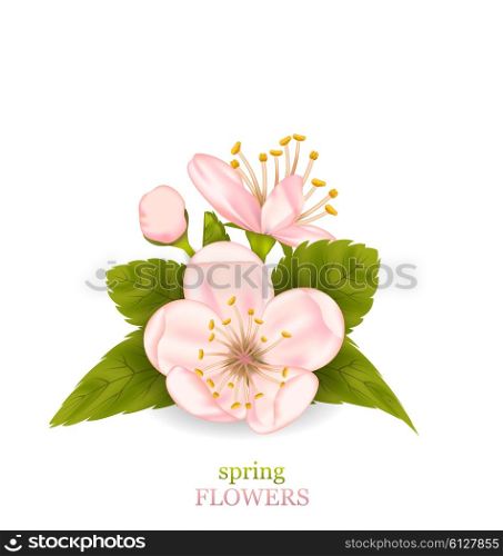 Illustration Cherry Blossom with Leaves Isolated on White Background. Spring Flowers - Vector