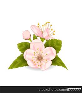 Illustration Cherry Blossom with Leaves Isolated on White Background - Vector