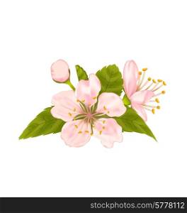 Illustration Cherry Blossom with Leaves Isolated on White Background - Vector