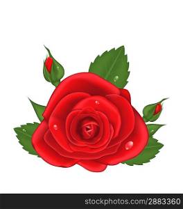 Illustration close-up red rose isolated on white background - vector