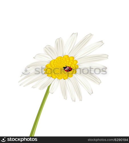 Illustration closeup camomile flower with ladybug isolated on white background - vector