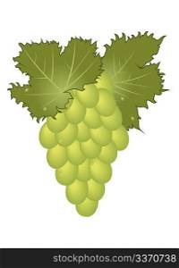 Illustration clous-up green grape isolated - vector