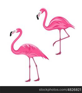 Illustration Couple Pink Flamingos Isolated on White Background, Exotic Tropical Birds - Vector