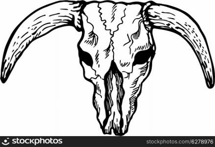 illustration drawing of a skull of a Texas longhorn bull viewed from the front on isolated white background. Texas longhorn bull skull