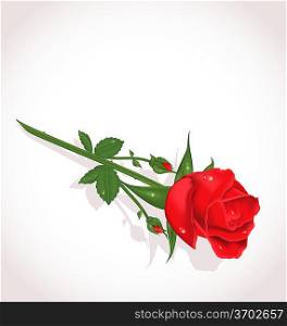 Illustration elegant rose for design your greeting card - vector