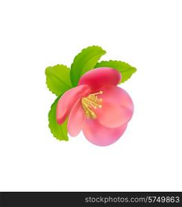 Illustration flower of Japanese Quince (Chaenomeles japonica) isolated on white background - vector