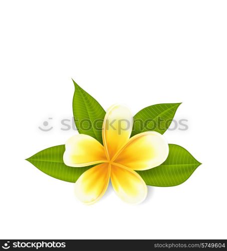 Illustration frangipani with leaves, exotic flower isolated on white background - vector
