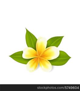 Illustration frangipani with leaves, exotic flower isolated on white background - vector