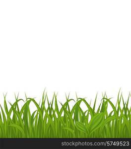 Illustration fresh green grass isolated on white background, space for your text - vector