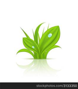 Illustration green grass with drops isolated on white background - vector