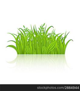 Illustration green grass with reflection isolated on white background - vector