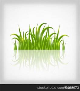 Illustration green grass with reflection, isolated on white background - vector