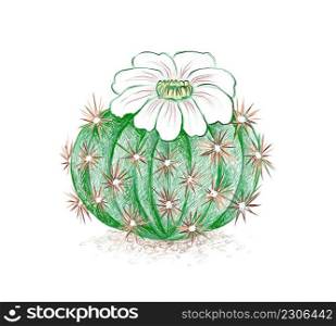 Illustration Hand Drawn Sketch of Acanthocalycium Cactus with White Flower.