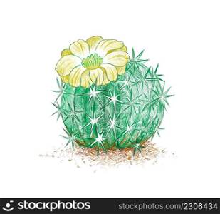Illustration Hand Drawn Sketch of Acanthocalycium Cactus with Yellow Flower.