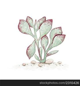 Illustration Hand Drawn Sketch of Adromischus Maculatus, Calico Hearts or Chocolate Drop. A Succulent Plants for Garden Decoration. 