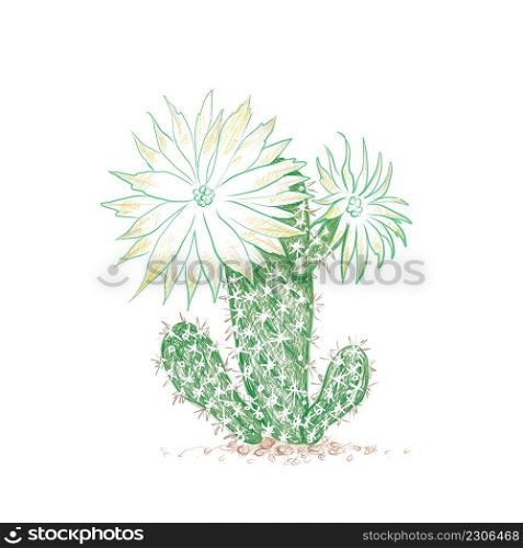 Illustration Hand Drawn Sketch of Arthrocereus Cactus with Pink Flower for Garden Decoration.