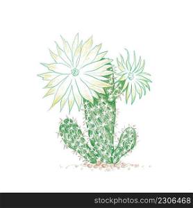 Illustration Hand Drawn Sketch of Arthrocereus Cactus with Pink Flower for Garden Decoration.